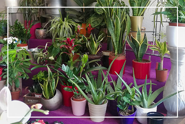 Plantas