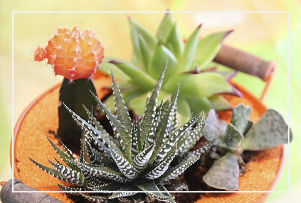 Plantas